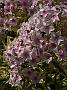 Phlox paniculata Norah Leigh1